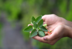 Plantes adaptogènes - Le Guide Naturo