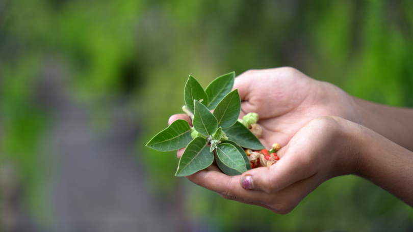 Plantes adaptogènes - Le Guide Naturo